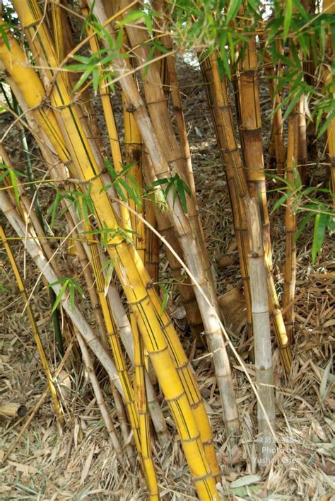 金絲竹風水|【竹與風水】家裏養竹子有什麼講究 